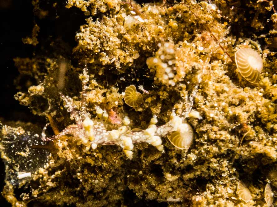 Facelina sp